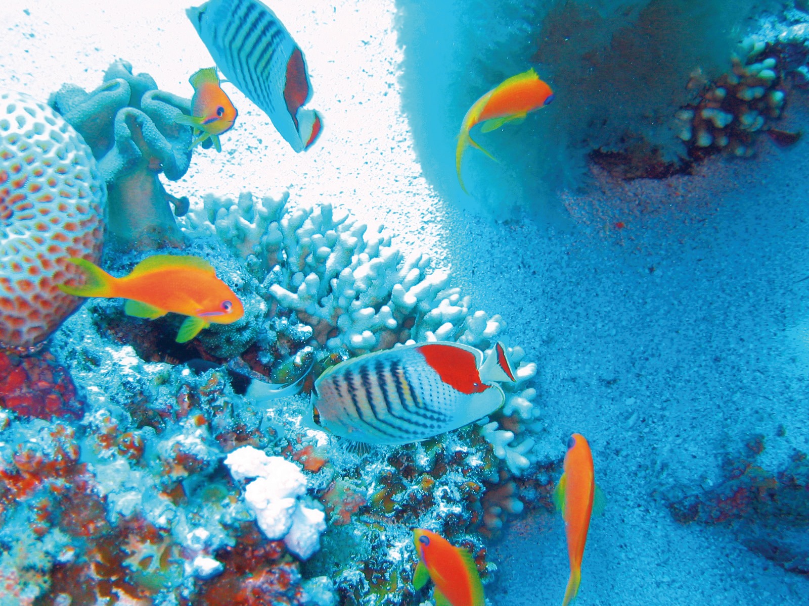 Mnemba Conservation Area Snorkel Tour 3