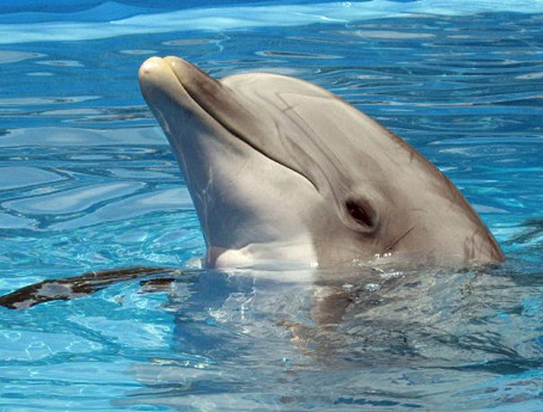 Kizimkazi Dolphin Atoll